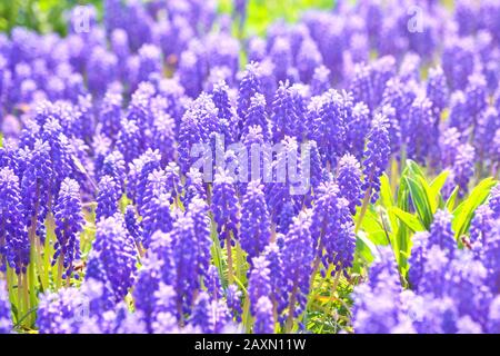 sfondo molti fiori violacei delle piccole campane e un filtro di primo piano Foto Stock