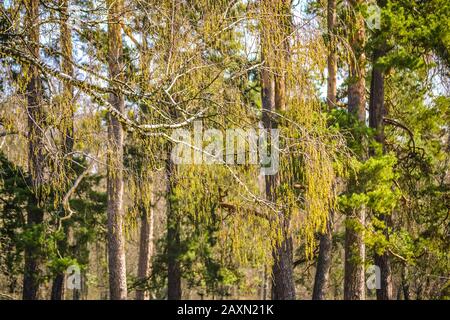 Ramo di betulla con boccioli su sfondo di alberi, filtro Foto Stock