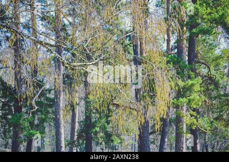 Ramo di betulla con boccioli su sfondo di alberi, filtro Foto Stock