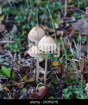 Parasola conus o tronco conico vicino al sentiero vicino alla casa. Funghi dopo la pioggia. Foto Stock