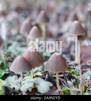 Parasola conus o tronco conico vicino al sentiero vicino alla casa. Funghi dopo la pioggia. Foto Stock