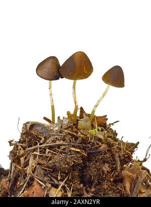 Parasola conus o tronco conico vicino al sentiero vicino alla casa. Funghi isolati su sfondo bianco. Foto Stock