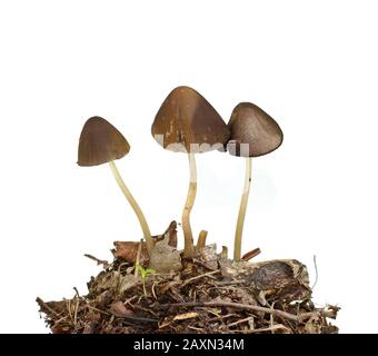 Parasola conus o tronco conico vicino al sentiero vicino alla casa. Funghi isolati su sfondo bianco. Foto Stock