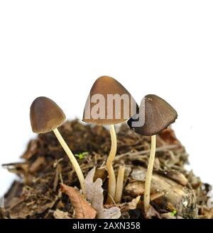 Parasola conus o tronco conico vicino al sentiero vicino alla casa. Funghi isolati su sfondo bianco. Foto Stock