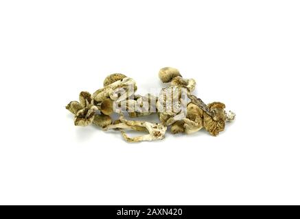 psilocybe cubensis psilocybin funghi magici secchi. "Funghi agici" contenenti Il principio psicoattivo Psilocibina. Golden Teacher Allucinogenico Foto Stock