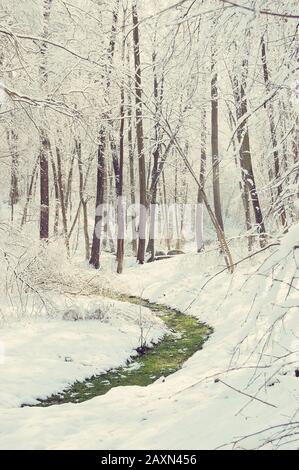 striscia di erba verde in una giornata di primavera nella foresta innevata Foto Stock