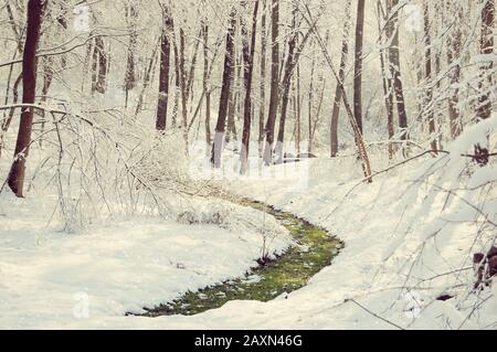 striscia di erba verde in una giornata di primavera nella foresta innevata Foto Stock