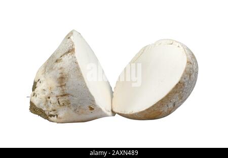 Funghi a fette puffball comune (Lycoperson perlatum) isolato su sfondo bianco. Foto Stock