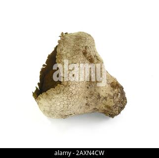 Puré di funghi secchi (Lycoperson perlatum) con semi isolati su sfondo bianco. Foto Stock