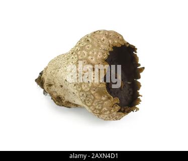 Puré di funghi secchi (Lycoperson perlatum) con semi isolati su sfondo bianco. Foto Stock