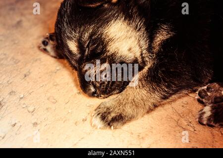 un cucciolo appena nato che dorme sdraiato sul pavimento da vicino Foto Stock