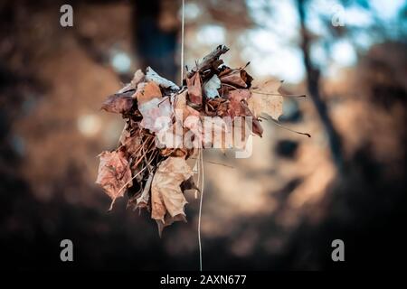 fascio di foglie secche appese su una corda collegata Foto Stock