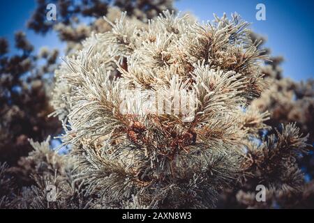 ramo di pino con coni nella neve contro il cielo blu, vista dal basso, il filtro Foto Stock