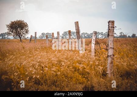 Pali di cemento sormontati con filo spinato nel campo, il filtro Foto Stock