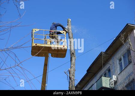 Lavoratore municipale che taglia albero morto con motosega utilizzando un sollevatore montato su carrello Foto Stock