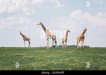 Quattro giraffe alte che si trovano insieme nel parco savana il giorno d'estate. Grandi animali africani esotici che camminano sul prato guardando intorno. Bellezza in na Foto Stock