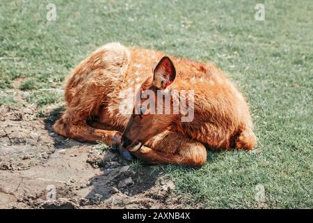 Carino giovane fallow capriolo vitello pawn sdraiato su terra erba al giorno estivo all'aperto. Mandria animale bambino dama di riposo il giorno caldo. Fauna selvatica bellezza in natura Foto Stock