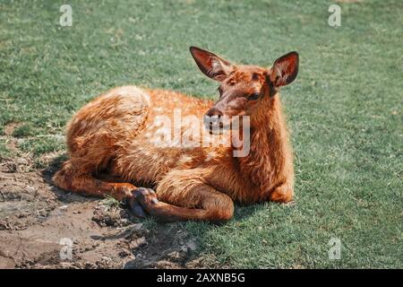 Carino giovane fallow capriolo vitello pawn sdraiato su terra erba al giorno estivo all'aperto. Mandria animale bambino dama di riposo il giorno caldo. Fauna selvatica bellezza in natura Foto Stock