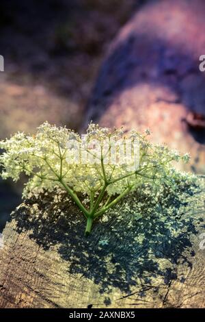 infiorescenza di piccoli fiori bianchi giacenti su legno, filtro, Foto Stock