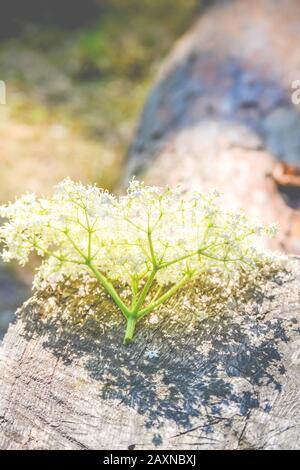infiorescenza di piccoli fiori bianchi giacenti su legno, filtro, Foto Stock