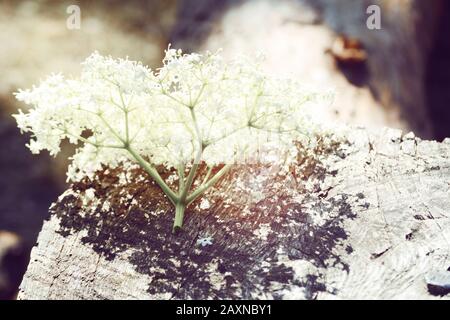 infiorescenza di piccoli fiori bianchi giacenti su legno, anziano, Foto Stock