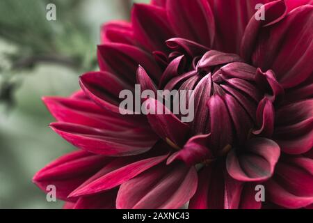 Primo piano di un bellissimo fiore rosso scuro dahlia fiore. Foto Stock