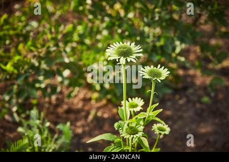 Echinacea verde fiori in fiore con sfondo sfocato. Foto Stock