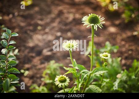 Echinacea verde fioritura fiori in crescita nel giardino nel terreno. Foto Stock