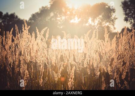 L'erba vecchia secca si sciuta nel vento sussurra tonato, filtro Foto Stock
