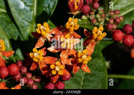 Asclepias curassavica, comunemente conosciuta come milkweed tropicale, fiore di sangue o di sangue, cespuglio di cotone, hierba de la cucaracha, farfalla messicana erbaccia. Foto Stock
