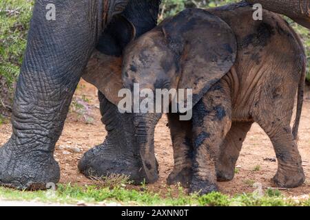 Elefante vitello, dopo essere stato in fangoso waterhole, accantonato sotto la sua madre nel Parco Nazionale Addo Elephant, Capo Orientale, Sud Africa Foto Stock