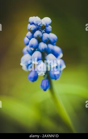 bel fiore viola, che consiste di molte piccole campane su sfondo verde sfocato Foto Stock