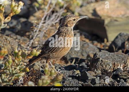 Spike-heeled Lark (Chersomanes albosasciata) adulto in piedi a terra Karoo, Sud Africa novembre Foto Stock