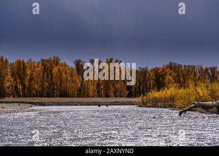 USA, Wyoming, Jackson Hole, Jackson, Snake River, tour in gommone, elk cow con vitello alce Foto Stock