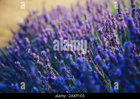 Fuoco selettivo di fiori di lavanda in fiore al tramonto Foto Stock