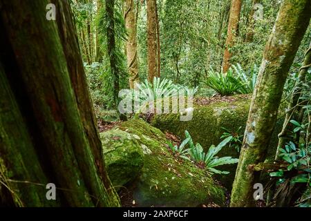 Landscape, Nest Fern (Asplenium Nidus), Lamington National Park, Queensland, Australia, Oceania Foto Stock