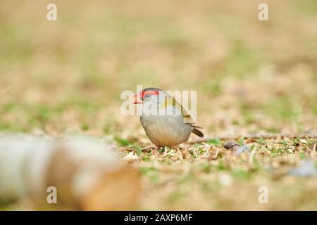 Fringuello rosso-brunito (Neochmia temporalis), prato, frontale, seduta, o'Reilly's Rainforest, Lamington National Park, Queensland, Australia Foto Stock