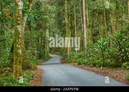 Paesaggio, Strada, Lamington State Park, Queensland, Australia, Oceania Foto Stock