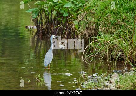 Egretta bianca, (Egretta novaehollandiae), riva, laterale, in piedi, Queensland, Australia Foto Stock