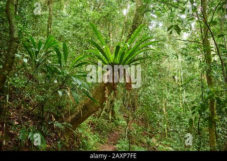 Landscape, Nest Fern (Asplenium Nidus), Lamington National Park, Queensland, Australia, Oceania Foto Stock