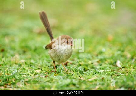 Superba fairy-wren (Malurus cyaneus), femmina, prato, seduto, Wilsons Promontory National Park, Victoria, Australia Foto Stock