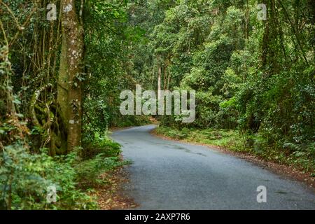 Paesaggio, Strada, Lamington State Park, Queensland, Australia, Oceania Foto Stock
