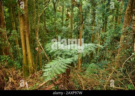 Paesaggio, fern australiano di alberi molli (Dicksonia antartide), Parco Nazionale di Lamington, Queensland, Australia, Oceania Foto Stock