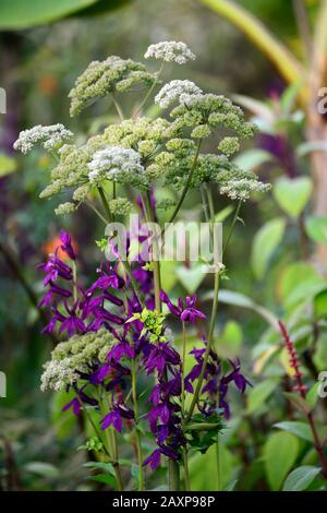 Lobelia x speciosa Hadspen viola,fiori viola,fiore,fioritura,lobelias,perenne,giardino,giardini,RM Floral Foto Stock