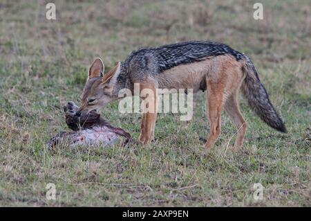 Black Backed Jackal con la sua uccisione di un bambino Thompson gazelle in Olare Motorogi Conservancy, Kenya, Africa. Foto Stock