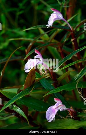 Roscoea purpurea spice island,fiori lilla,fiore viola,vistose orchidea-come fiori,fioritura,RM Floral Foto Stock