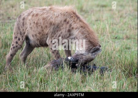 Avvistato Hyena nutrimento su un teschio di un'tana nelle praterie del Conservatorio Olare Motorogi, Kenya, Africa. Foto Stock