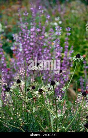 Eryngium guatemalense, mare guatemalteco holly, frondoso bratto, bratti, fiore, fiori, fioritura, confine misto, combinazione impianto, RM Floral Foto Stock