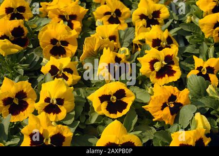 Un fiore molto popolare conosciuto come 'Pansy', 'viola' e 'violetto' e può essere usato in modo intercambiabile. Negozio giardino. Foto Stock