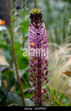 Eucomis comosa Pink Gin,Pineapple giglio,racemes,raceme,rosso-viola,frondosa,bratta,fiore,fiori,fiori,fiori rosa,fioritura,RM Floral Foto Stock